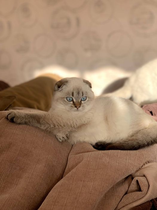 Scottish fold point sotiladi