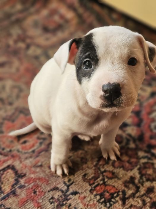 Стаффордширский терьер | стаф