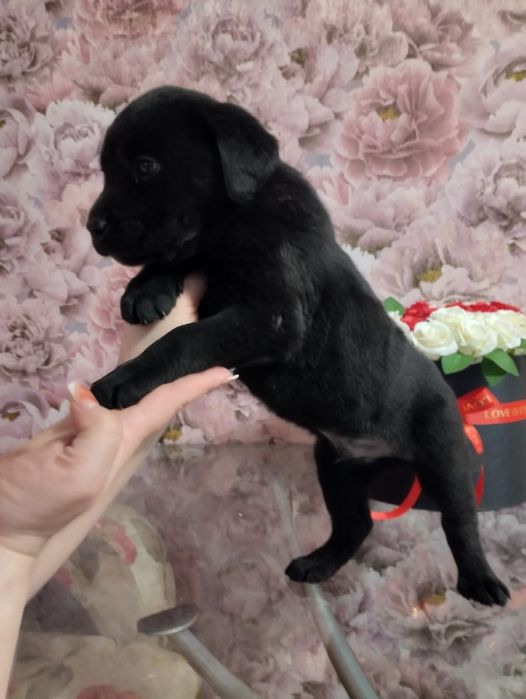 Срочная продажа щенков лабрадора