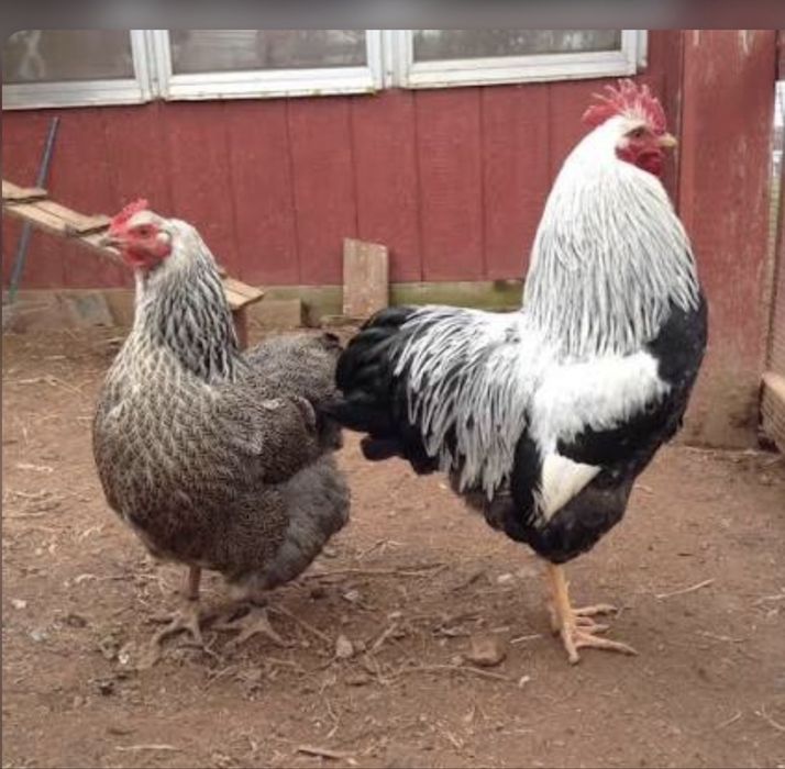 rhode island red si plymoth argintiu