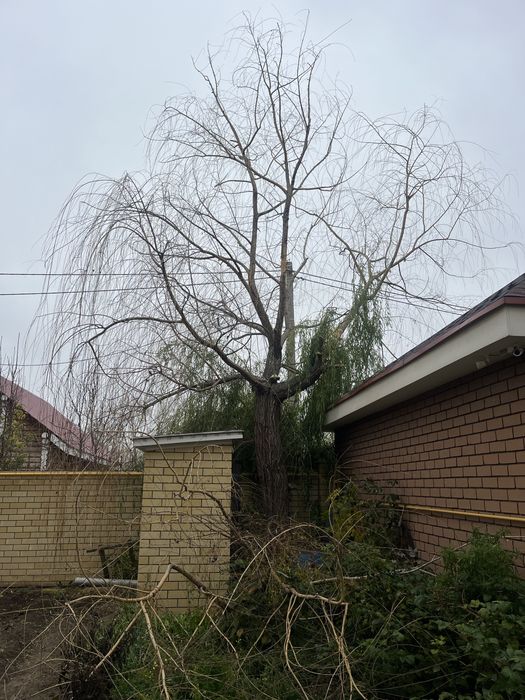 Профессиональный спил деревьев в Актобе
