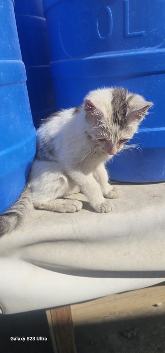 Отдам котёнка в добрые руки ,