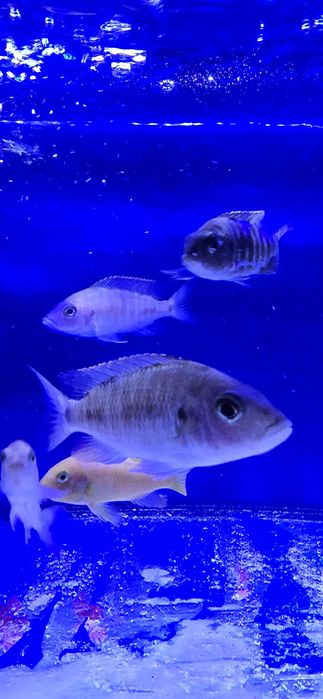 Ciclide africane malawi aulonocara mbuna Ieftin