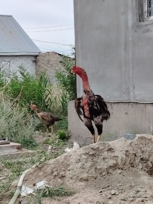 Дакан петух кореец