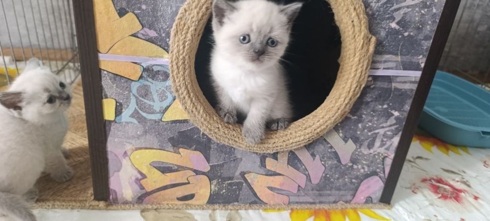 Британские котята