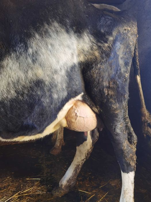 Vaca de vanzare holstein