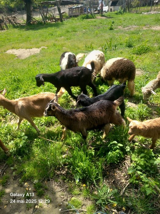 Vând iezi 25 lei kg