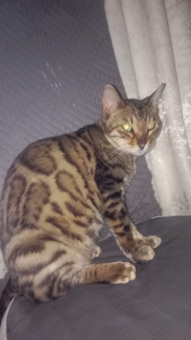Продам бенгальского котика