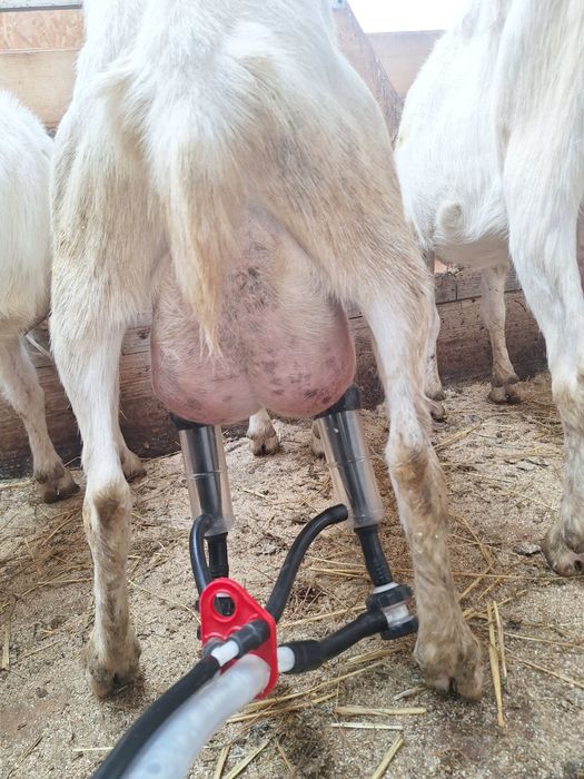 Capre saanen  de vanzare