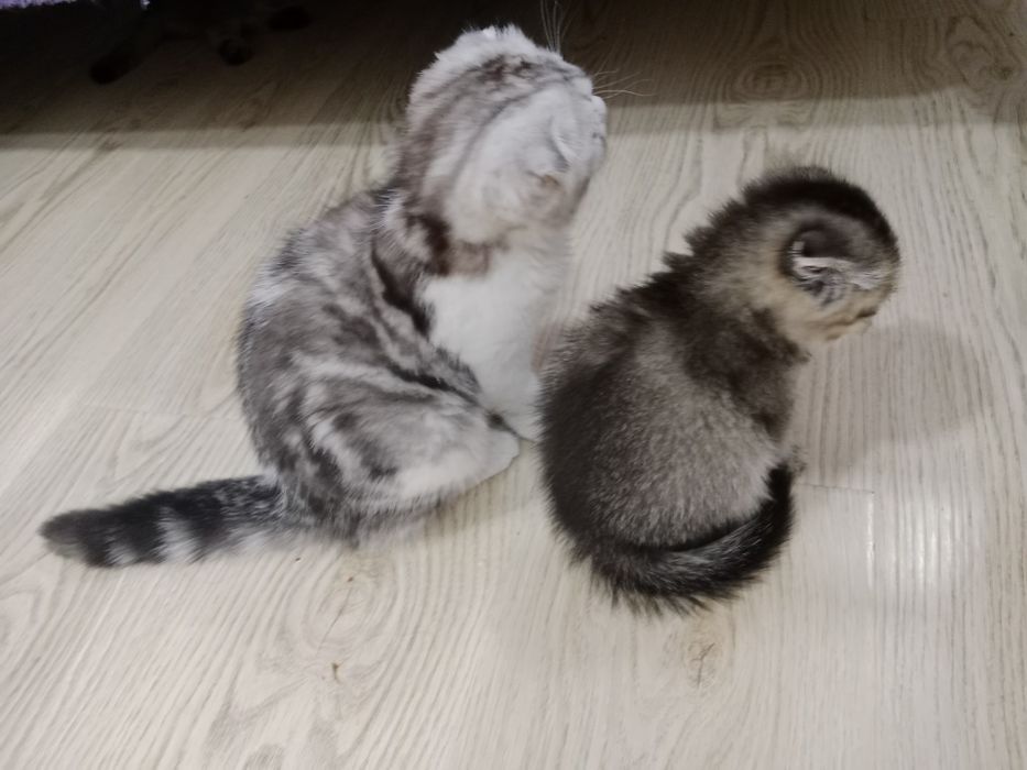 Серебристый мрамор биколорная девочка 3 Мес