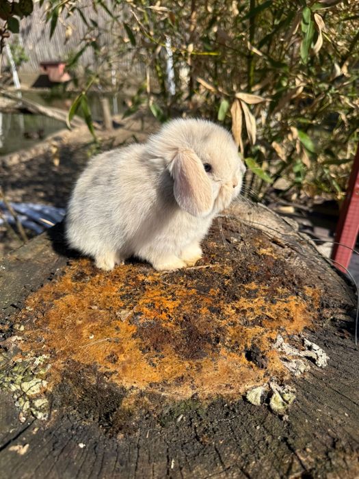 Vând iepuras Berbec Pitic (Mini Lop)