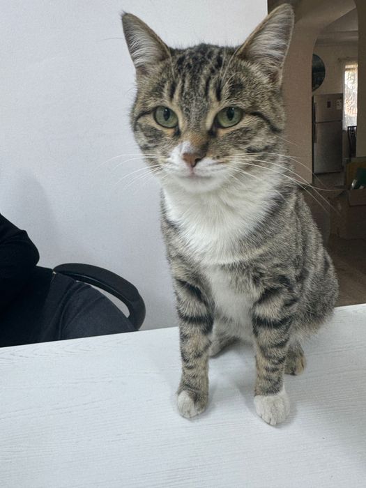 Милая кошка в добрые руки