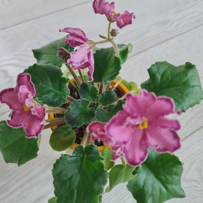 Продаю фиалки и детки