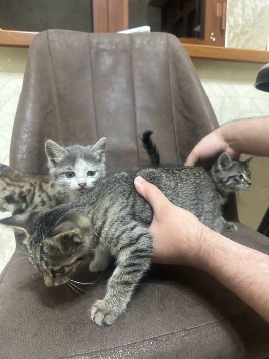 Котята в подарок