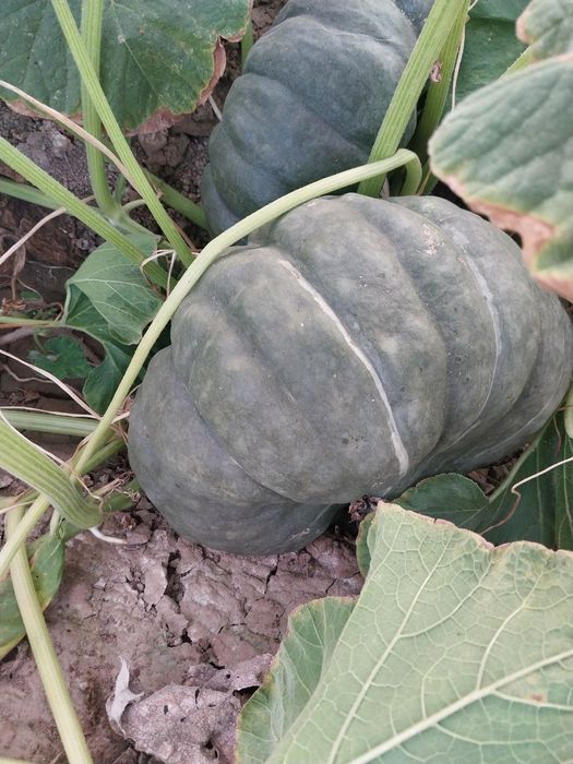 Ijaraga 30 sutx hovli