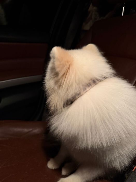 Продавам Померан