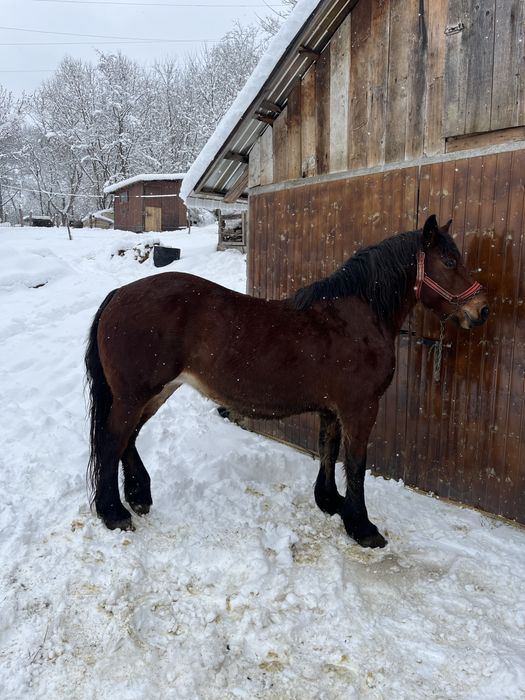 Vand iapa de 6 ani !