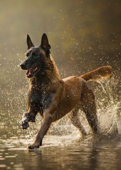 Belgiyeiskiy malinua