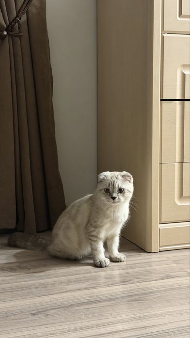 Кошка Шотладский висолухий