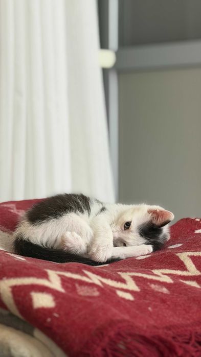 Котенок в любящие руки