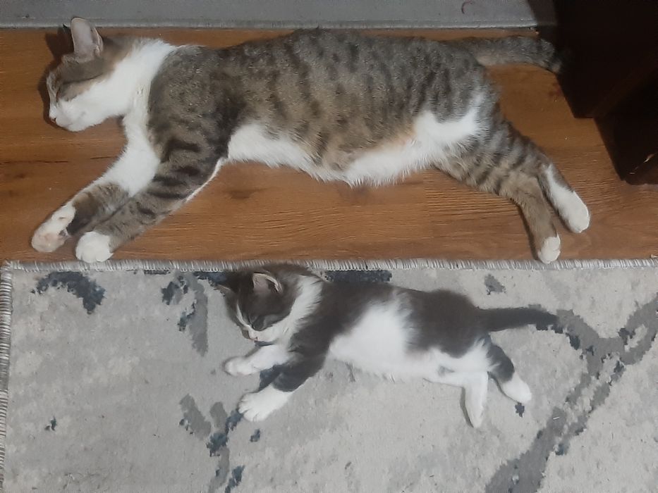 Котята без пароды