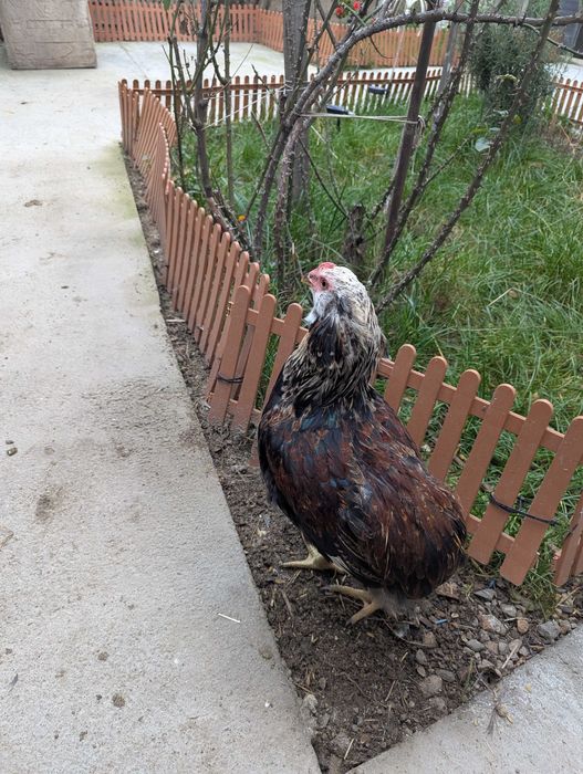 De vânzare cocos araucana