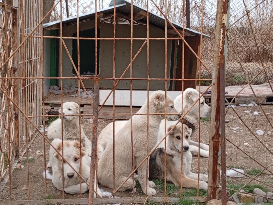 Продам щенков САО (Алабая)