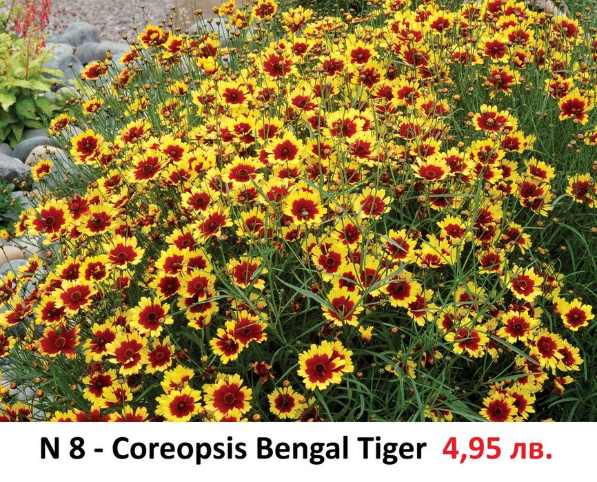 Многогодишни Градниски Цветя – ЦЕНА 4,95 лв./бр.