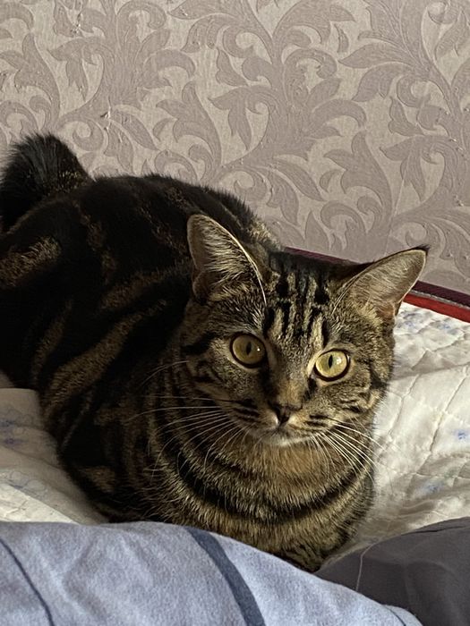 Отдам даром