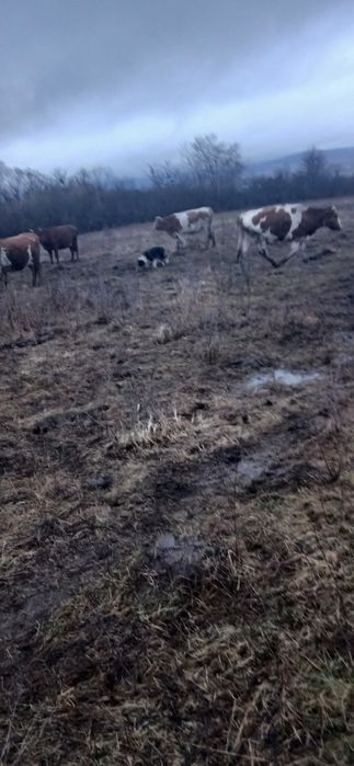 Vand vaci cu tot cu vitei