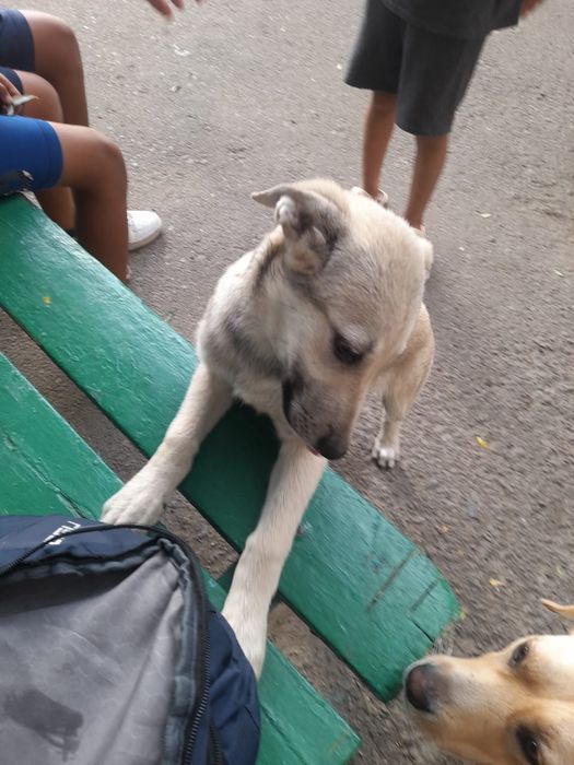Собака в добрые руки