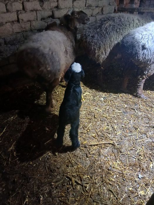 3 ta ona qoy 1 tasi tuqan