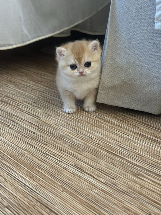 Котята Британские «Шиншилла»