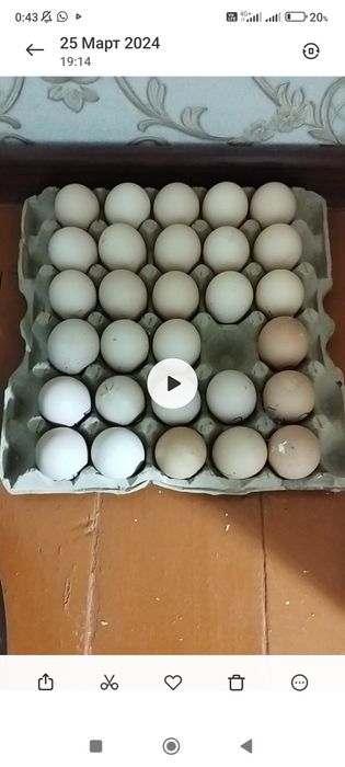 Светли голубой брама