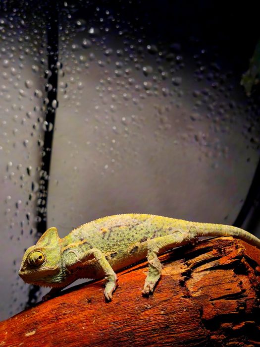 Cameleoni Calyptratus (gecko/agama/cameleon/phelsuma)