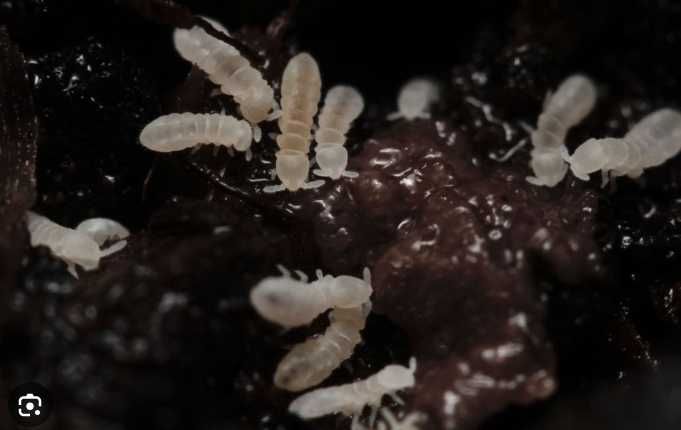 Продавам Колемболи / Вилоскачки/Спрингтейли/ Springtails