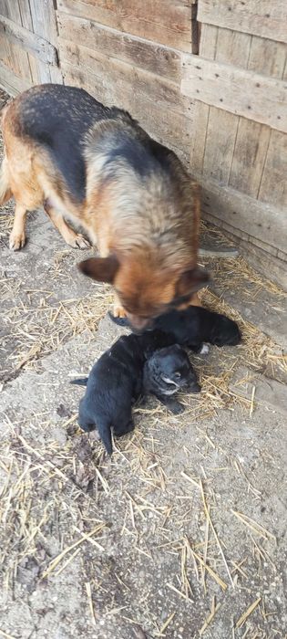 Подарявам кученца