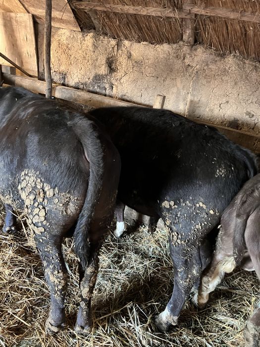 Vand tauri 360/400kg