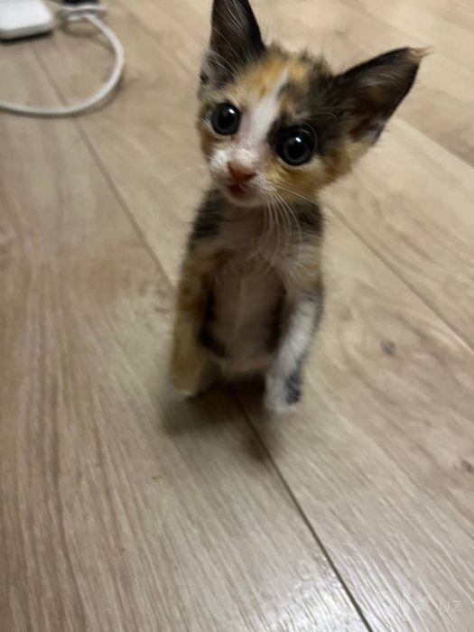 Отдам котенка в хорошие руки