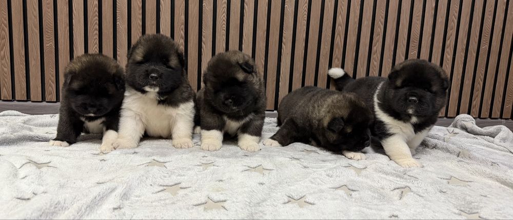 Американская Акита