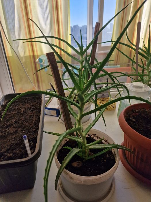 Продам алоэ 4хлетки