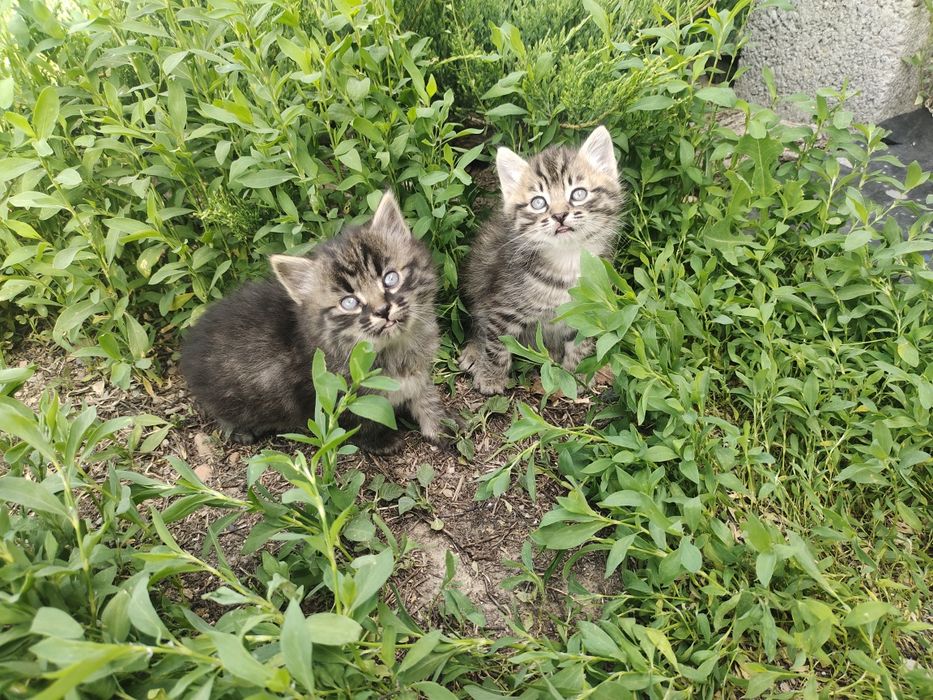 Котята сибирской кошки