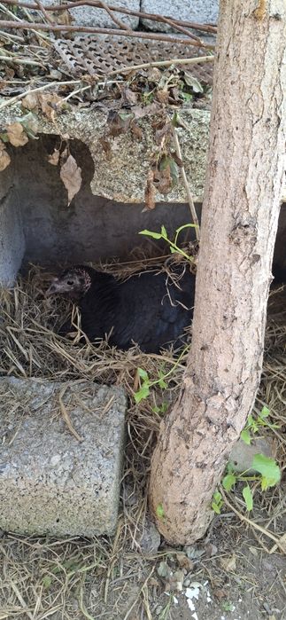 Kurka, tovuq jojalari bor domashniy sotiladi