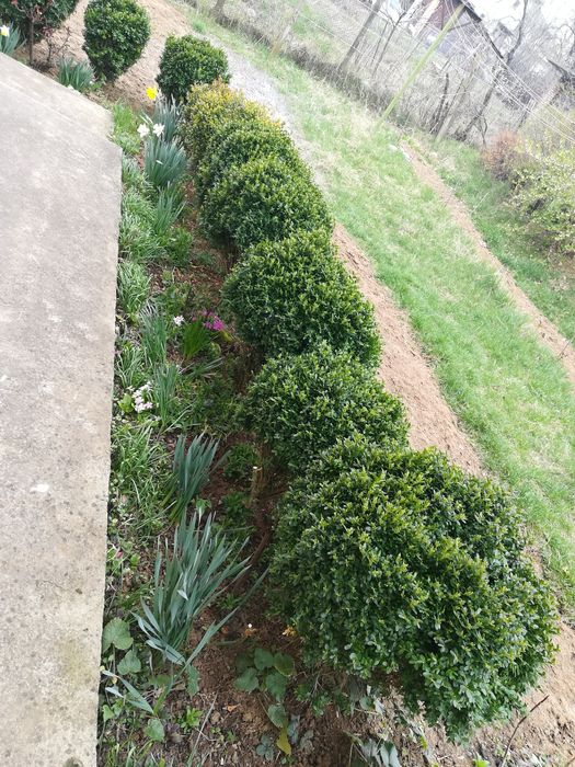 Продавам чемшири за красиви градини