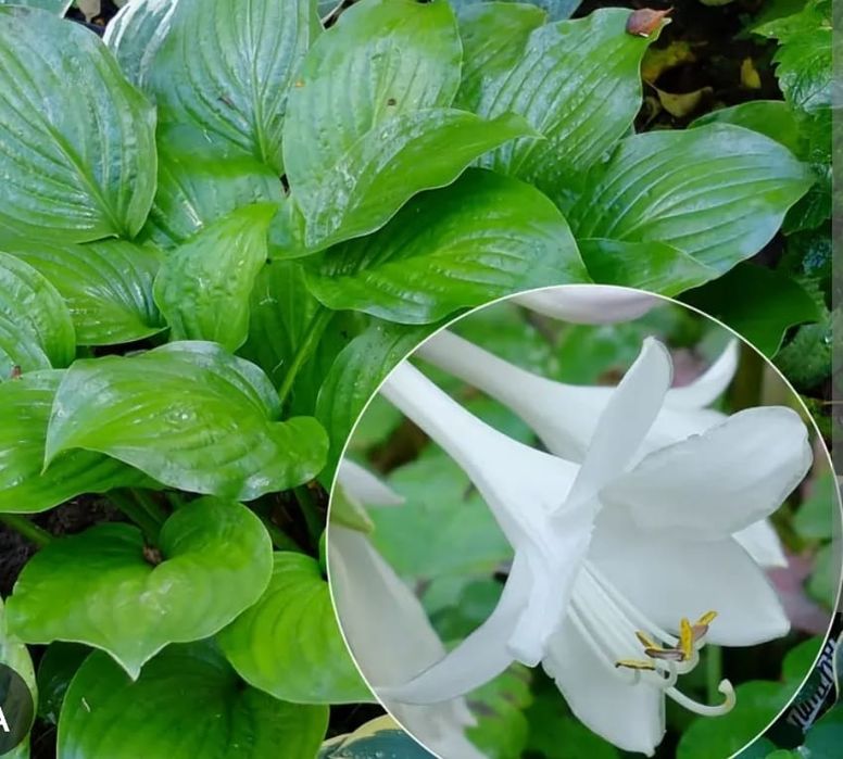 Хоста  взрослая взрослый куст