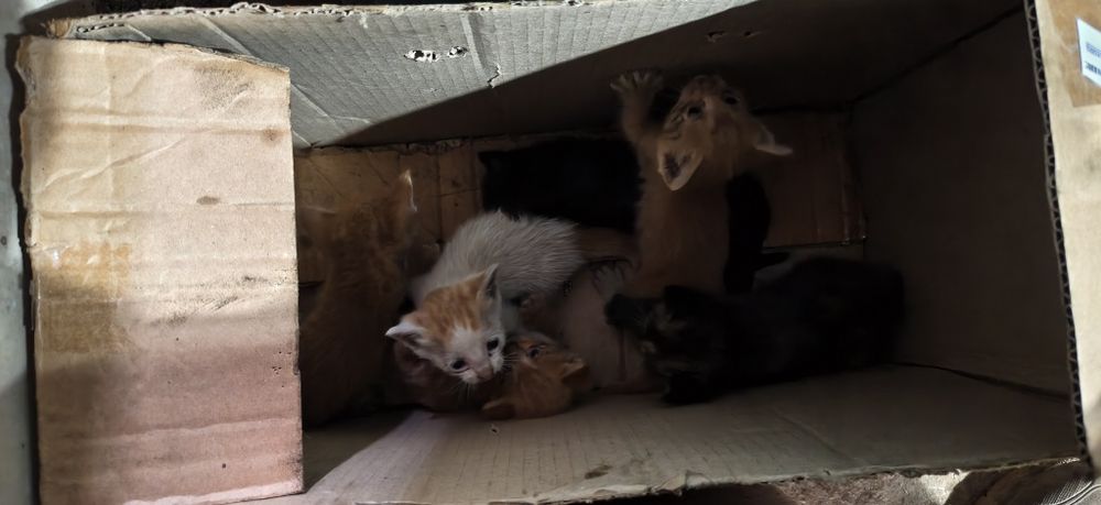 Котят отдам в добрые руки