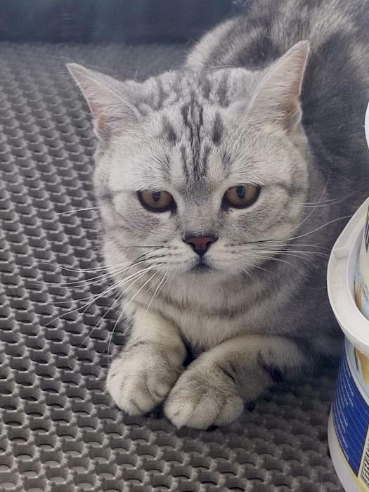 Кот британец (бесплатно) 2 года