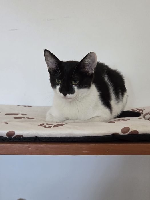motanel de adoptat, pui de pisica pentru adoptie, puiut de pisic, pui de adoptat, pisicuta superba de adoptie, motanel frumos