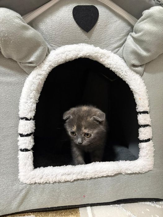 Шотландский котенок