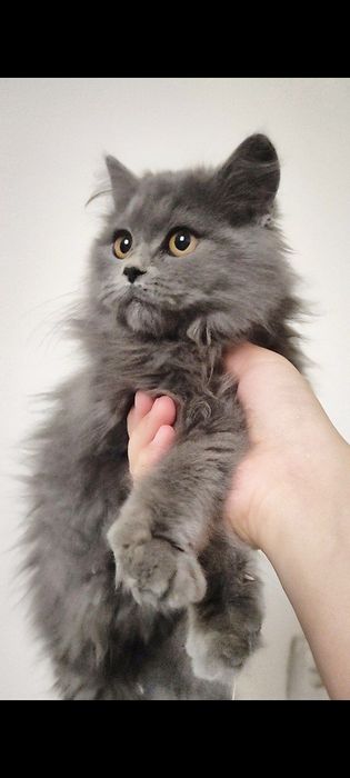 Skottish strayt mushukchalari